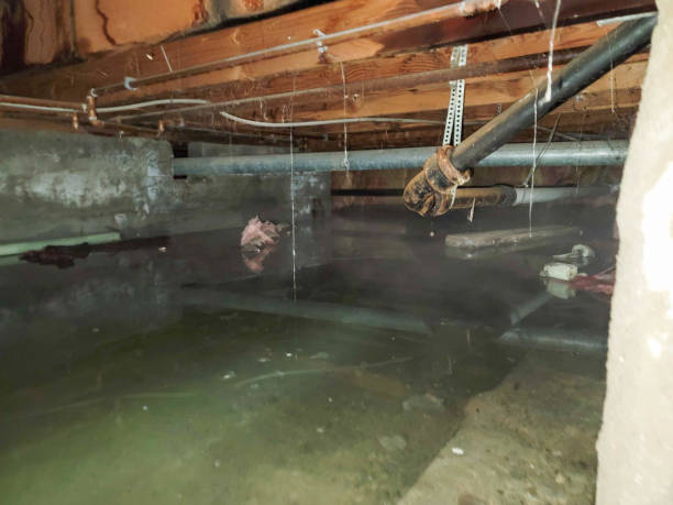 Best Water damage restoration near me  in Albion, IN