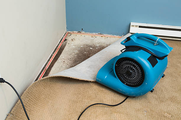 Best Carpet water damage restoration  in Albion, IN